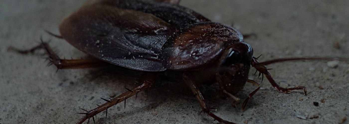Eradicate Cockroaches from Your Home to Prevent These Diseases
