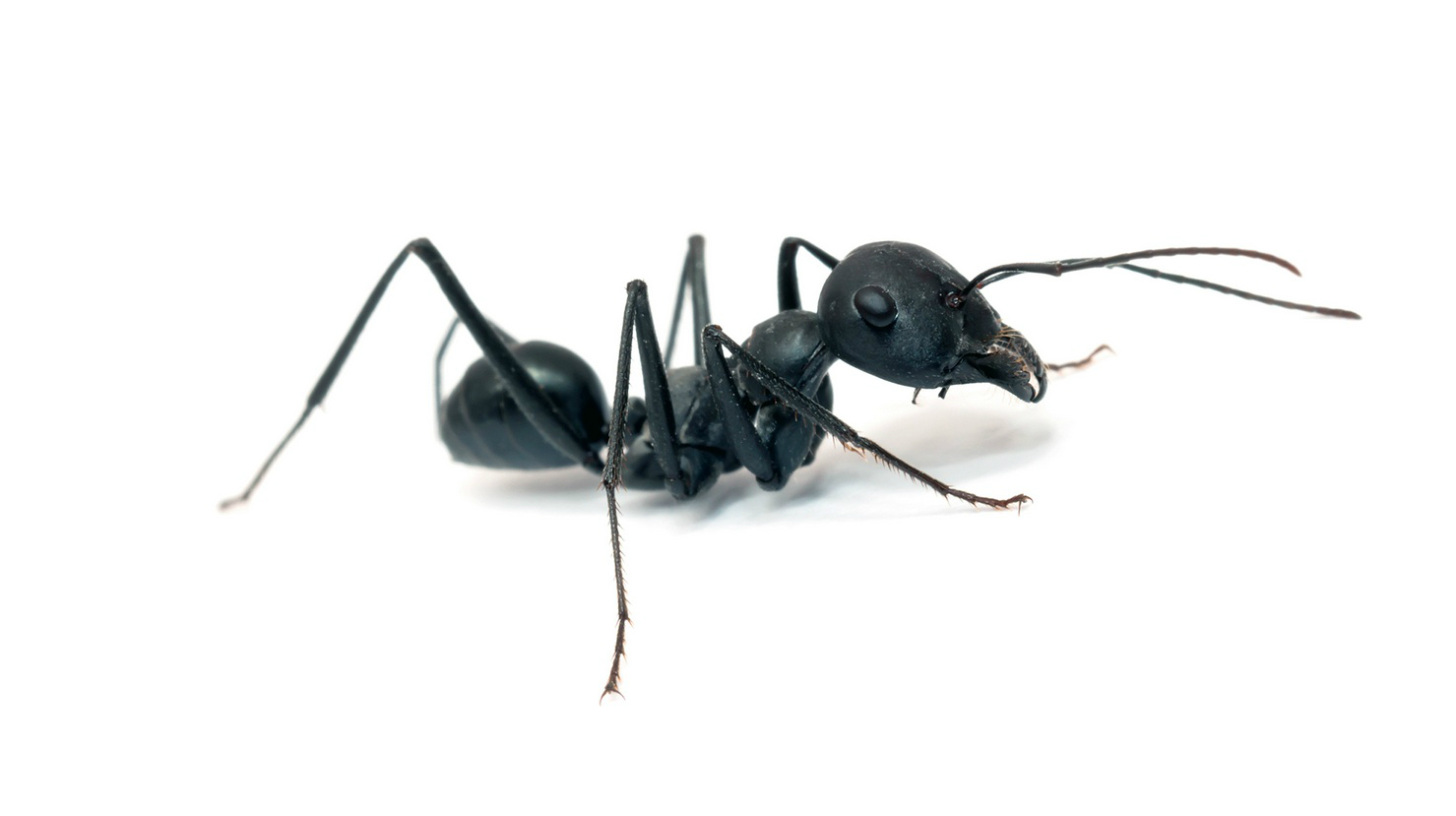 exterminate black ants in Longview