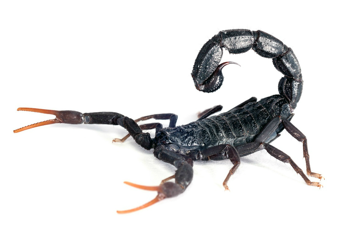 exterminate scorpions with Longview pest control