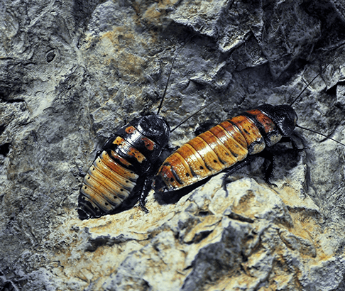 cockroach exterminator in Gilmer