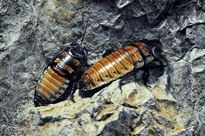 Gilmer cockroach pest control
