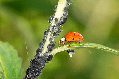 pest control for insects in Longview